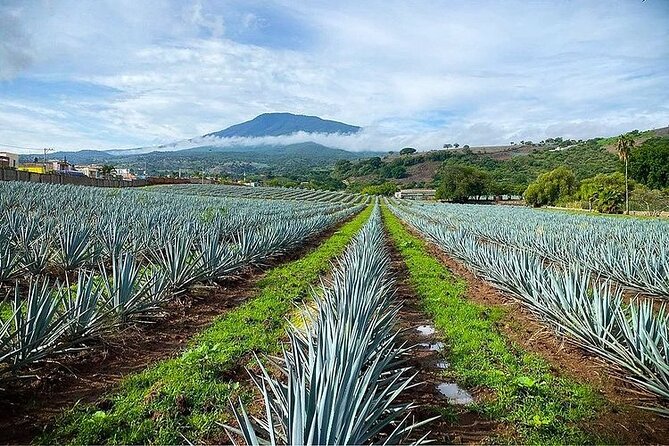 Private One Day Adventure Tour in Tequila and La Fortaleza Distillery - Is $191.16 per person good value?