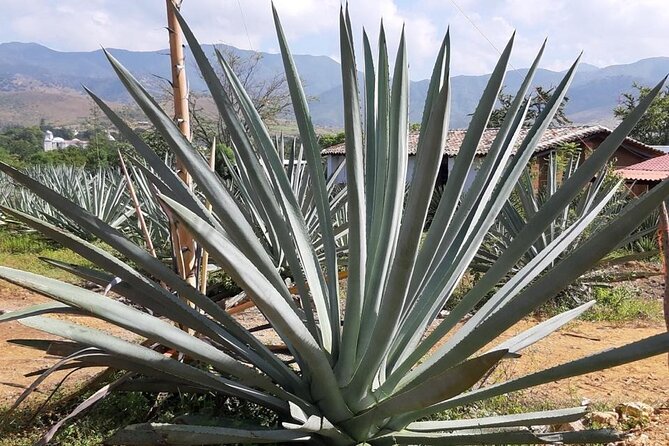 Private tour Mitla, Weavers town, Mezcal and Boil the water - Hierve el Agua and the petrified waterfalls