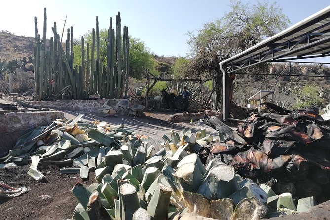 Private Tour of the Mezcal Route with Ancestral Drinks - Why this mezcal route feels different