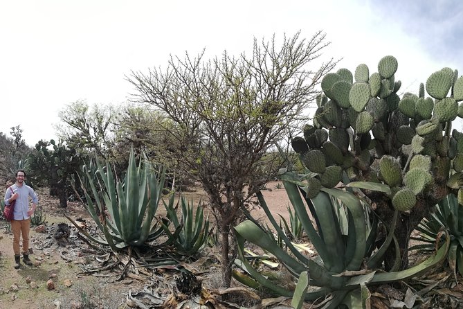 Private Tour of the Mezcal Route with Ancestral Drinks - What the $89.57 price covers