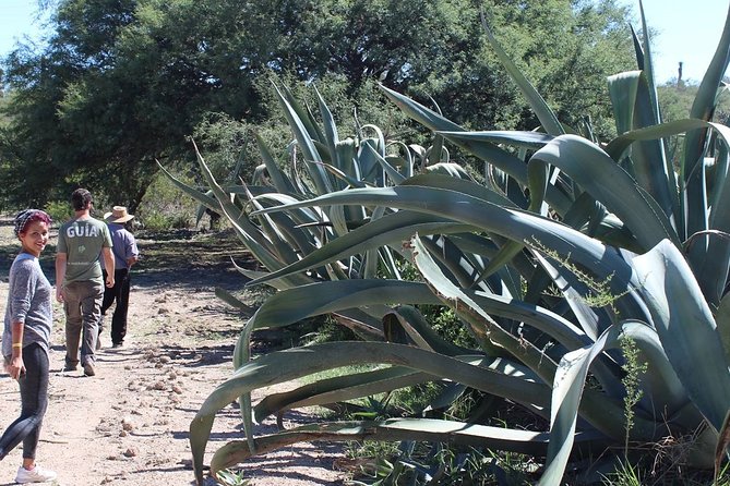 Private Tour of the Mezcal Route with Ancestral Drinks - Timing, transport, and the private format