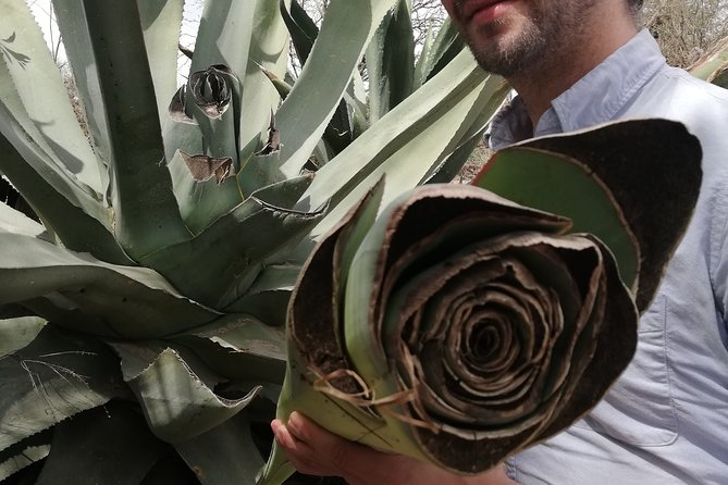 Private Tour of the Mezcal Route with Ancestral Drinks - Who will get the most from this outing