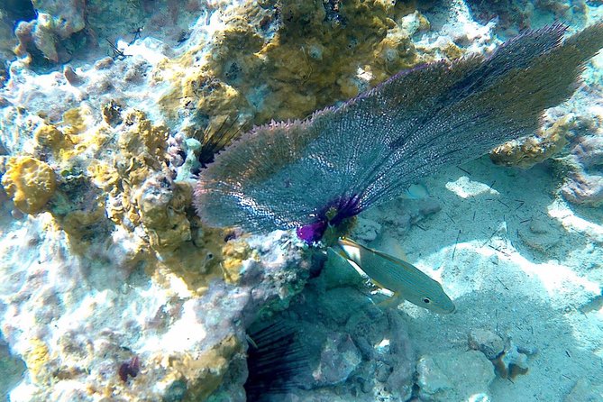 SkyReef Cozumel Snorkel & Tequila Tasting - Tequila tasting, massage, and service