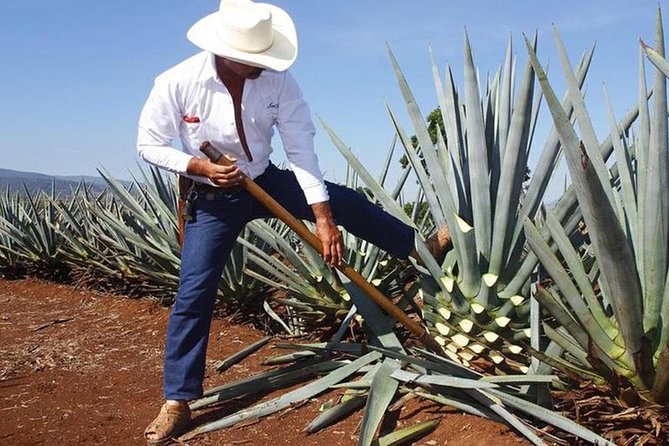 Tequila distillery experience, Jose Cuervo & Tequila Magic Town - From Guadalajara to the Blue Agave Fields