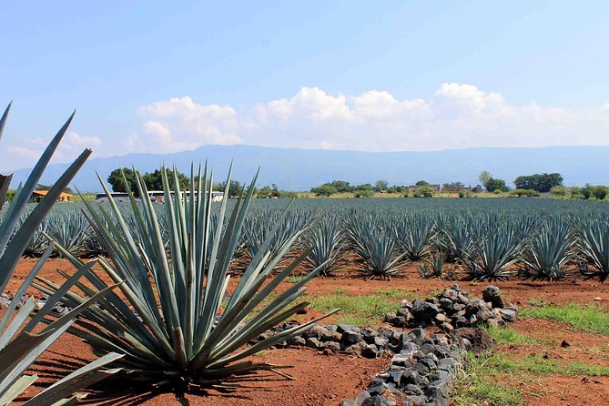 Tequila distillery experience, Jose Cuervo & Tequila Magic Town - What the Traditional Distillery Adds
