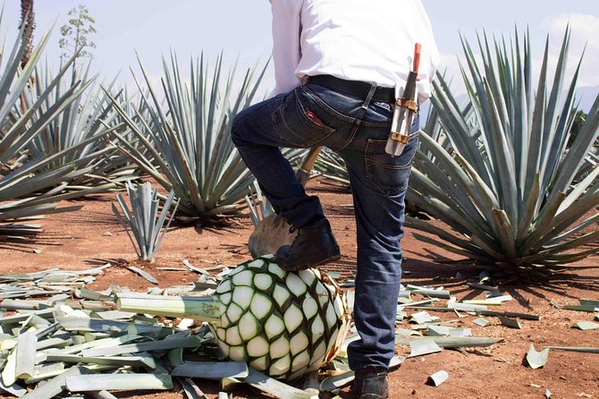 Tequila distillery experience, Jose Cuervo & Tequila Magic Town - Is the 79.80 Dollar Price Fair?