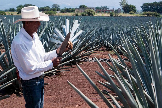 Tequila distillery experience, Jose Cuervo & Tequila Magic Town - Who Will Enjoy This Day Trip Most