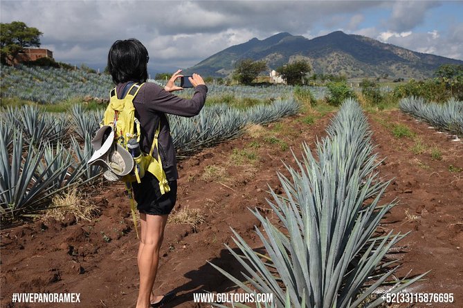 Tequila Route Experience from Guadalajara - A traditional distillery in Jalisco