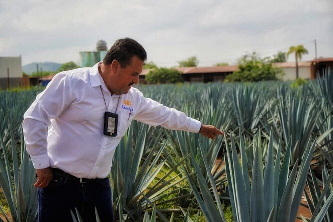 Tequila Tour - Key points to know before booking