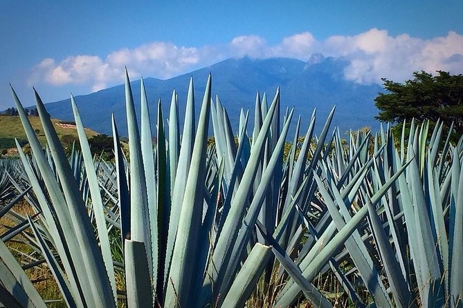 The Fire TOUR - Pyramids, Volcanoes, Agaves & Tequila - How the long day works in practice