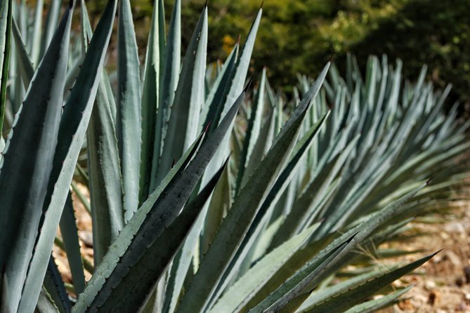 Ultimate Hierve el Agua Hike + Mezcal - The first walk, with views around the falls
